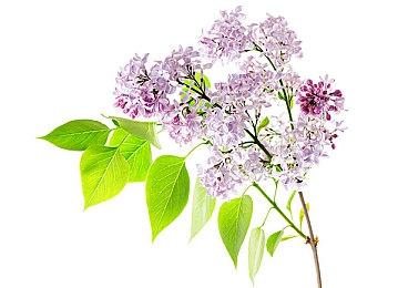 征服未探索的“喵勒比”海域——《猫咪斗恶龙III》现已上线